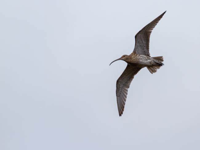 Eurasian Curlew (Numenius arquata). Northumberland, United Kingdom. May 2021