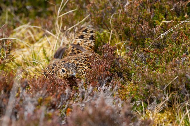 Red Grouse (Lagopus lagopus scotica). Northumberland, United Kingdom. May 2021