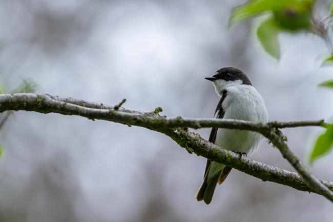 Pied Flycatcher (Ficedula hypoleuca). Northumberland, United Kingdom. May 2021