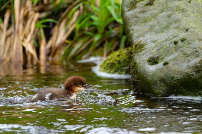 Goosander (Mergus merganser). Northumberland, United Kingdom. May 2021