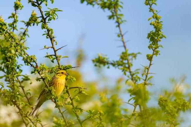 Yellowhammer (Emberiza citrinella). County Durham, United Kingdom. June 2021