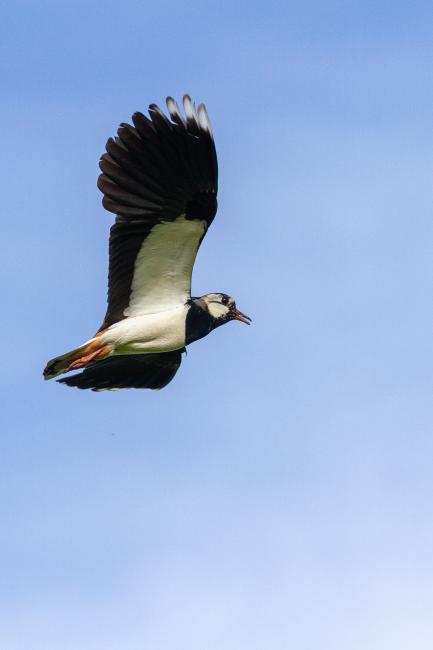 Northern Lapwing (Vanellus vanellus). County Durham, United Kingdom. June 2021