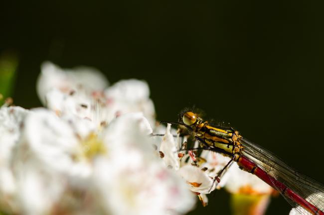 Large Red Damselfly (Pyrrhosoma nymphula). County Durham, United Kingdom. June 2021