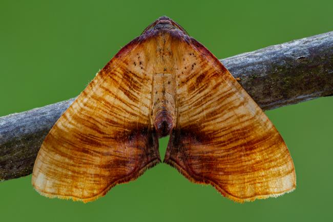 Scorched Wing (Plagodis dolabraria). County Durham, United Kingdom. June 2021