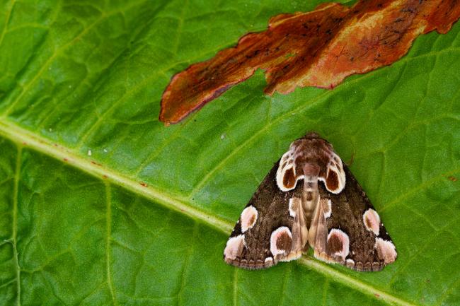 Peach Blossom (Thyatira batis). County Durham, United Kingdom. June 2021