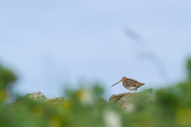 Common Snipe (Gallinago gallinago). County Durham, United Kingdom. June 2021