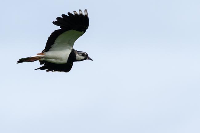 Northern Lapwing (Vanellus vanellus). County Durham, United Kingdom. June 2021