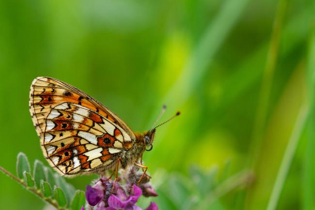 Small Pearl-bordered Fritillary (Boloria selene). County Durham, United Kingdom. June 2021