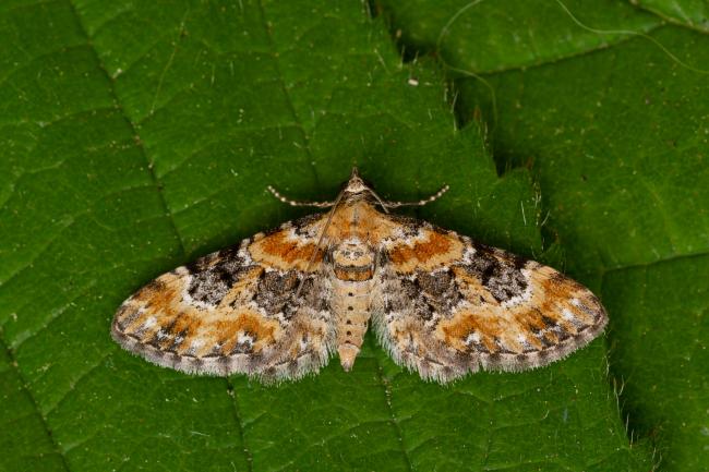 Foxglove Pug (Eupithecia pulchellata). County Durham, United Kingdom. June 2021