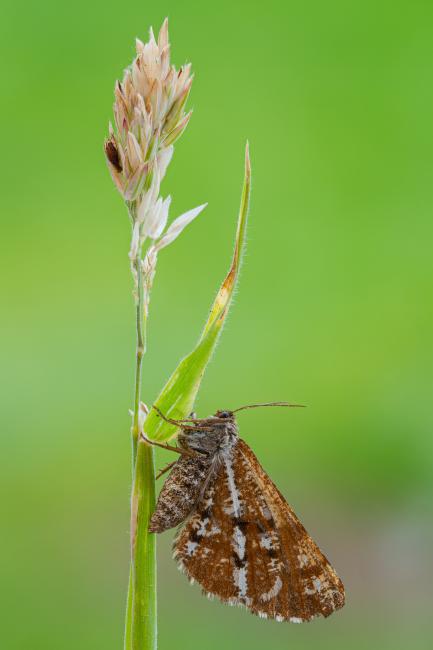 Bordered White (Bupalus piniaria). County Durham, United Kingdom. July 2021