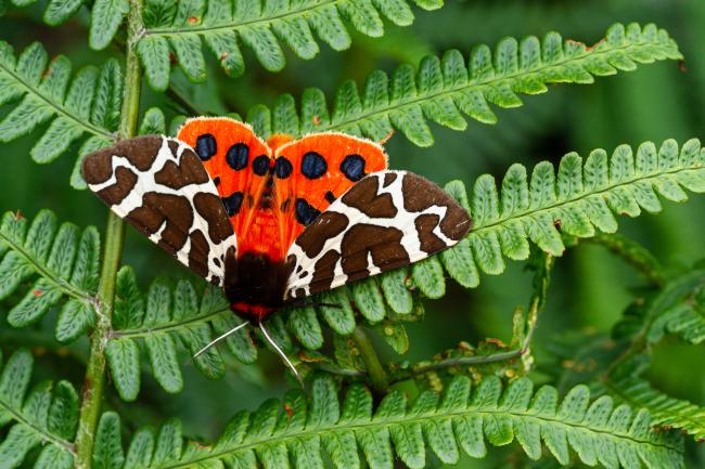 Garden Tiger (Arctia caja). Argyll and Bute, United Kingdom. July 2021