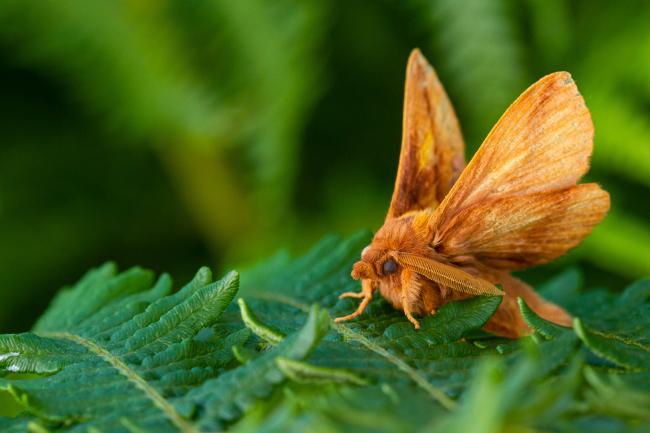 Drinker (Euthrix potatoria). Argyll and Bute, United Kingdom. July 2021