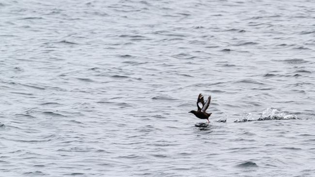 Black Guillemot (Cepphus grylle). Argyll and Bute, United Kingdom. July 2021