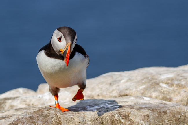 Atlantic Puffin (Fratercula arctica). Argyll and Bute, United Kingdom. July 2021