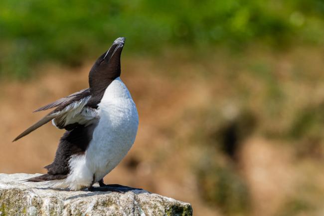 Razorbill (Alca torda). Argyll and Bute, United Kingdom. July 2021