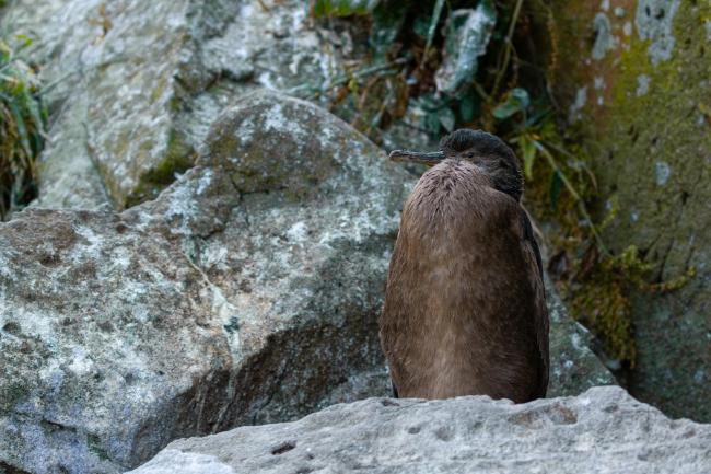 European Shag (Gulosus aristotelis). Argyll and Bute, United Kingdom. July 2021