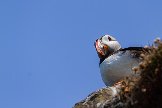 Atlantic Puffin (Fratercula arctica). Argyll and Bute, United Kingdom. July 2021