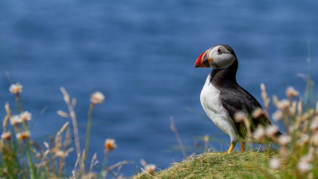 Atlantic Puffin (Fratercula arctica). Argyll and Bute, United Kingdom. July 2021