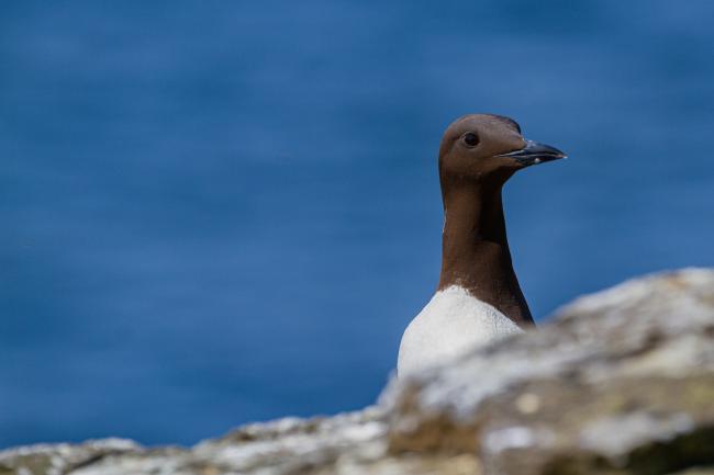 Common Guillemot (Uria aalge). Argyll and Bute, United Kingdom. July 2021