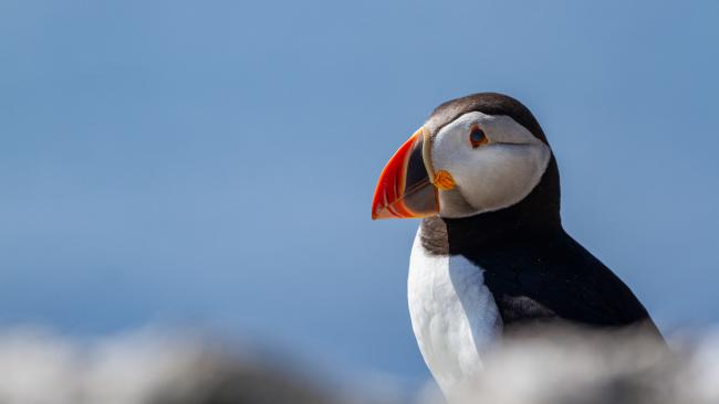 Atlantic Puffin (Fratercula arctica). Argyll and Bute, United Kingdom. July 2021