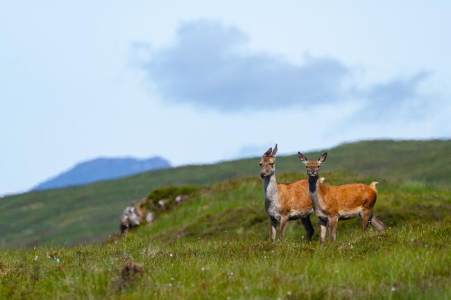 Red Deer (Cervus elaphus). Argyll and Bute, United Kingdom. July 2021