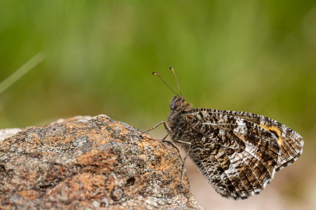 Grayling (Hipparchia semele). Argyll and Bute, United Kingdom. July 2021