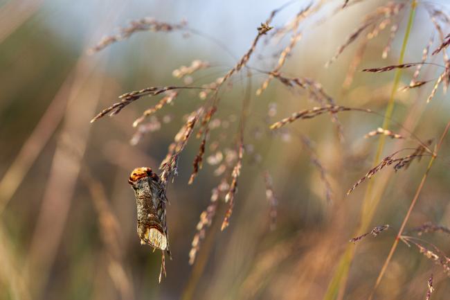 Buff-tip (Phalera bucephala). Argyll and Bute, United Kingdom. July 2021