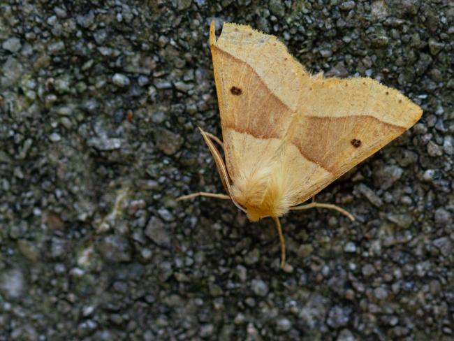 Scalloped Oak (Crocallis elinguaria). Perth and Kinross, United Kingdom. July 2021