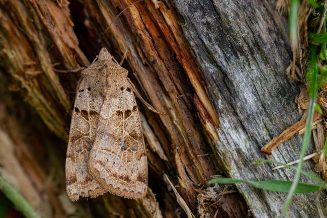 Plain Clay (Eugnorisma depuncta). Perth and Kinross, United Kingdom. July 2021