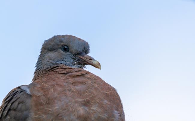 Woodpigeon (Columba palumbus). County Durham, United Kingdom. August 2021