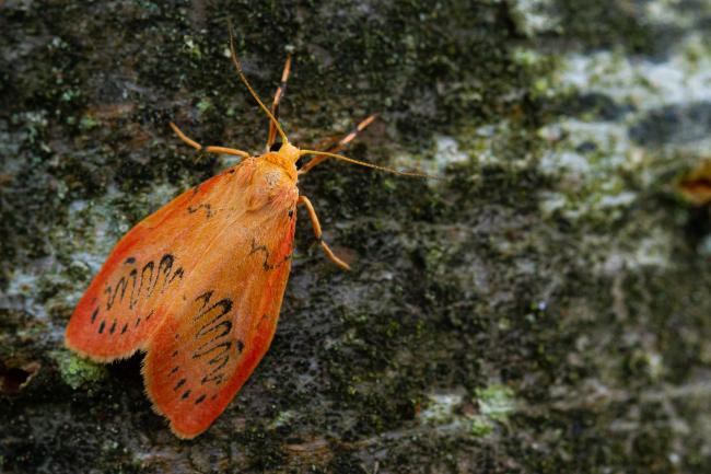 Rosy Footman (Miltochrista miniata). West Sussex, United Kingdom. August 2021