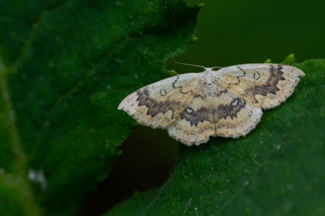 Mocha (Cyclophora annularia). West Sussex, United Kingdom. August 2021