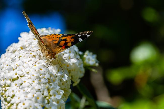 Painted Lady (Vanessa cardui). Oxfordshire, United Kingdom. August 2021