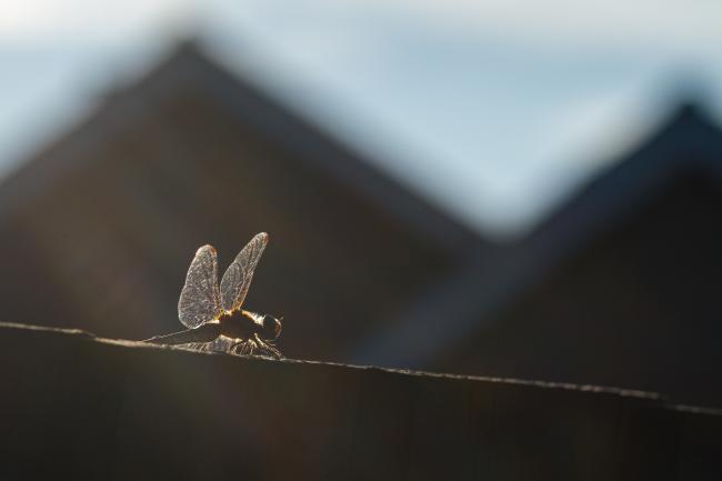 Common Darter (Sympetrum striolatum). Oxfordshire, United Kingdom. August 2021