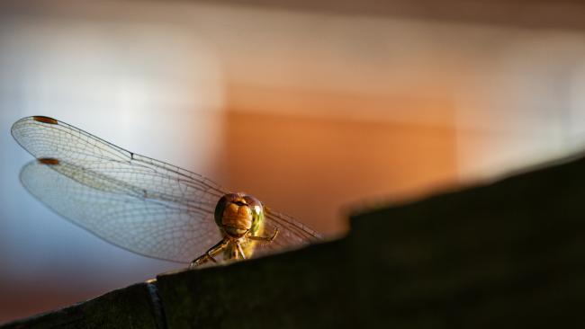 Common Darter (Sympetrum striolatum). Oxfordshire, United Kingdom. August 2021