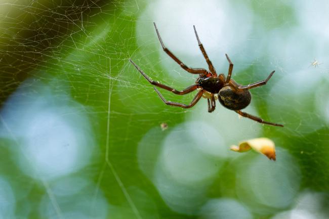 Noble False-widow Spider (Steatoda nobilis). Oxfordshire, United Kingdom. August 2021