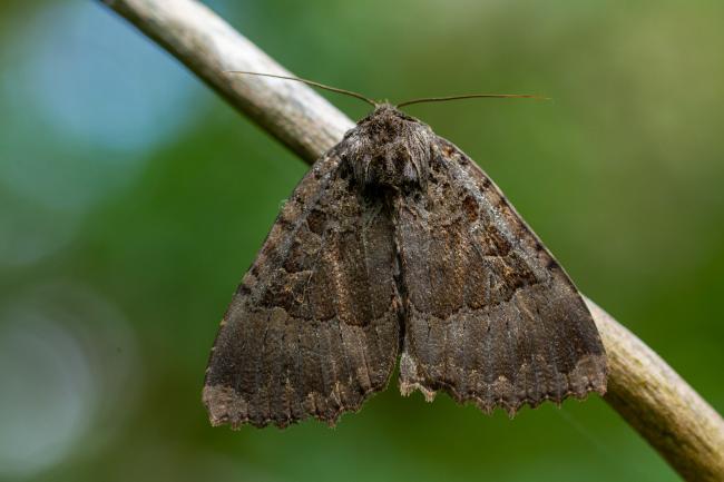 Old Lady (Mormo maura). Oxfordshire, United Kingdom. August 2021