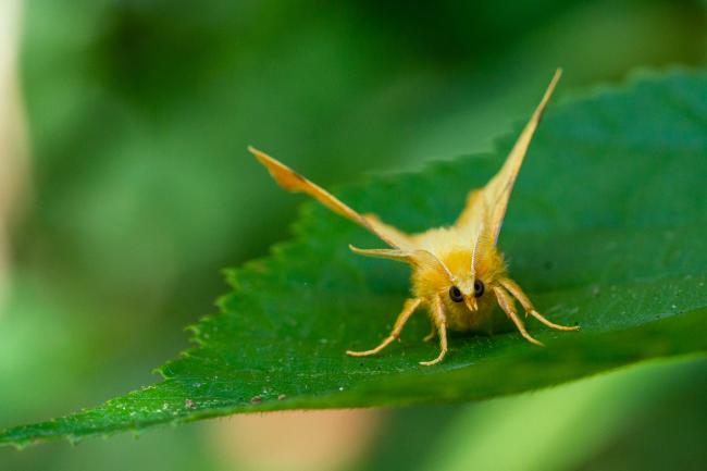 September Thorn (Ennomos erosaria). Oxfordshire, United Kingdom. August 2021