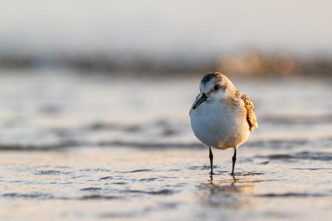 Sanderling (Calidris alba). Dyfed, United Kingdom. August 2021