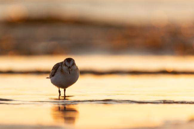 Sanderling (Calidris alba). Dyfed, United Kingdom. August 2021