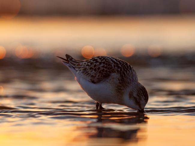 Sanderling (Calidris alba). Dyfed, United Kingdom. August 2021