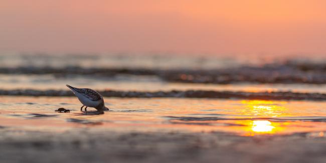 Sanderling (Calidris alba). Dyfed, United Kingdom. August 2021