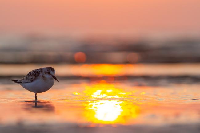 Sanderling (Calidris alba). Dyfed, United Kingdom. August 2021