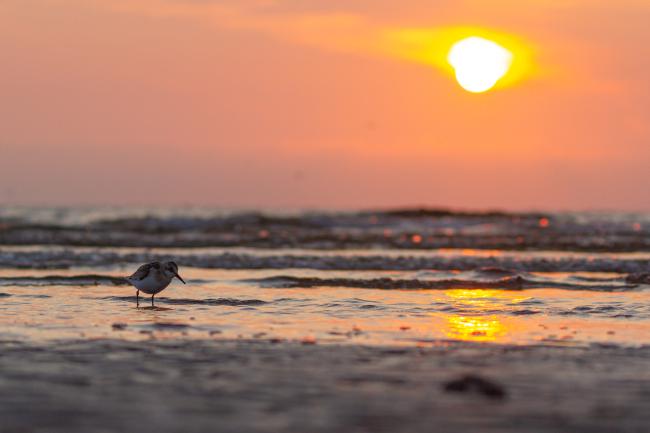 Sanderling (Calidris alba). Dyfed, United Kingdom. August 2021