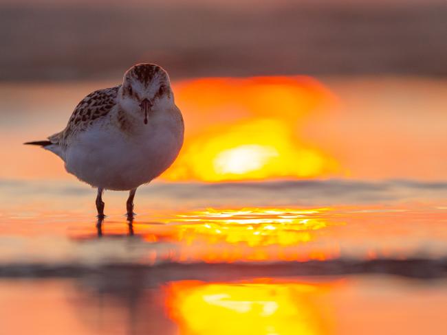 Sanderling (Calidris alba). Dyfed, United Kingdom. August 2021