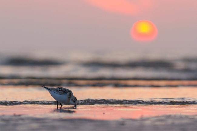 Sanderling (Calidris alba). Dyfed, United Kingdom. August 2021