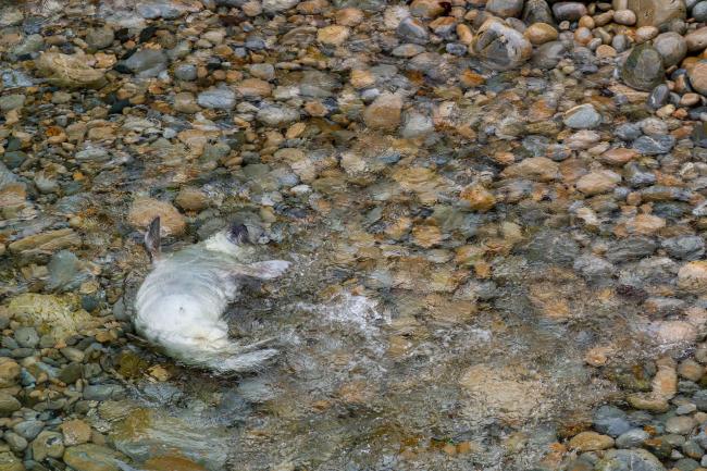 Grey Seal (Halichoerus grypus). Dyfed, United Kingdom. September 2021