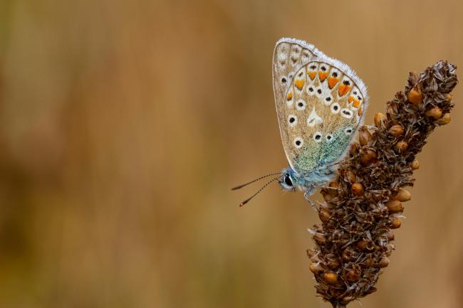 Common Blue (Polyommatus icarus). Dyfed, United Kingdom. September 2021