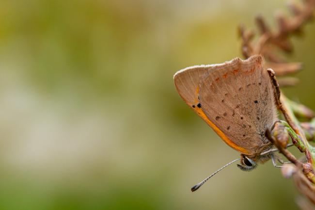 Small Copper (Lycaena phlaeas). Dyfed, United Kingdom. September 2021