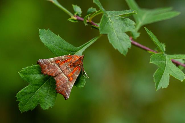 Herald (Scoliopteryx libatrix). Dyfed, United Kingdom. September 2021